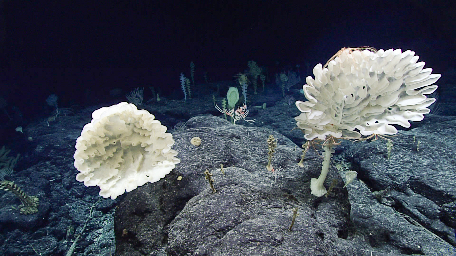 Deep sea coral