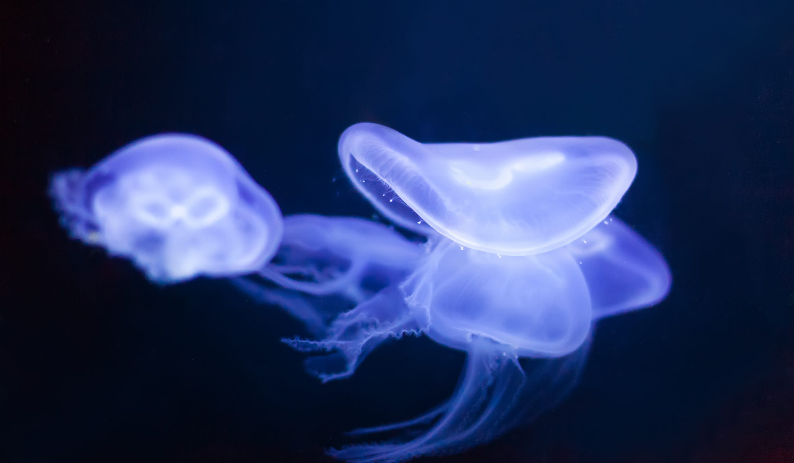Deep sea jellyfish