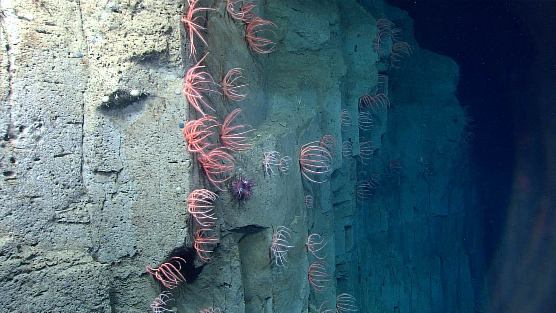 deep sea habitat