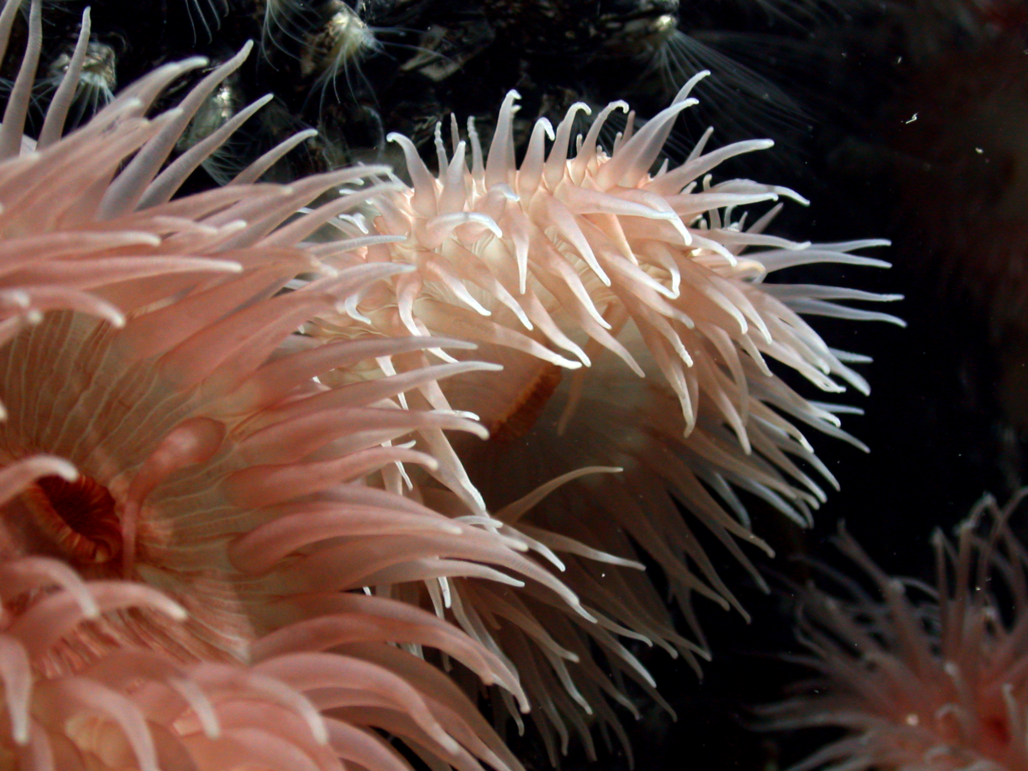 anemone