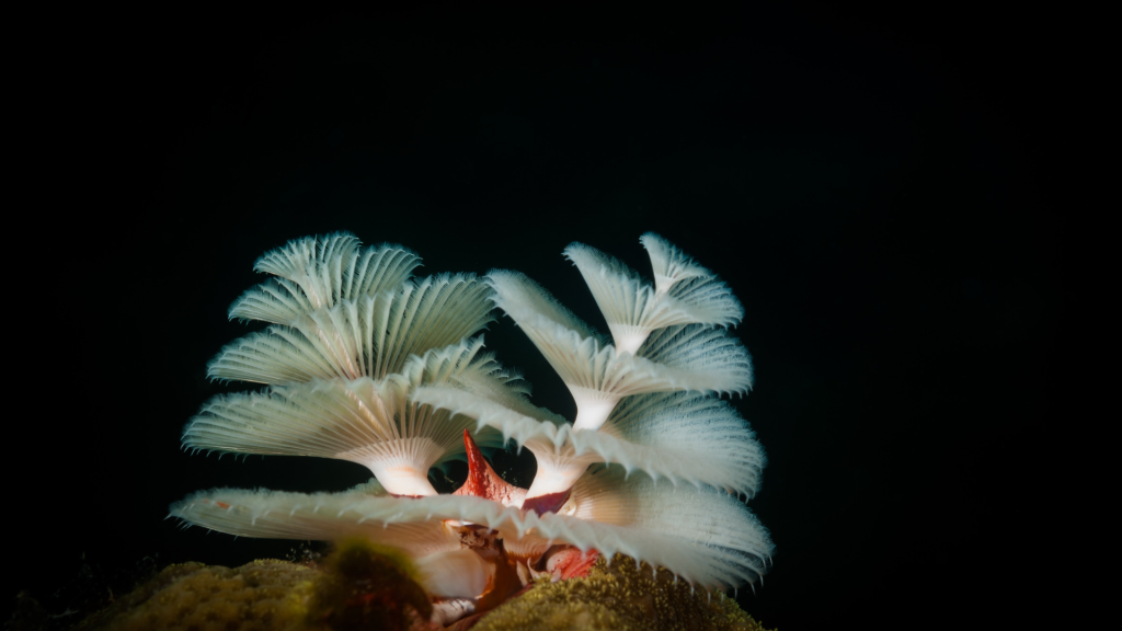 Statement of the Secretary-General of the International Seabed Authority  Celebrating International Day of Biological Diversity